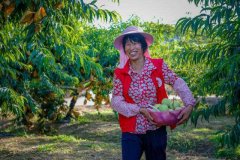 梅州新湖鹰嘴桃开摘!来尝一口盛夏的果实